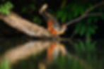 Hoatzin (Naun Amable)