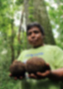 Community_-_Pariamanu_castaña_Brazil_nut