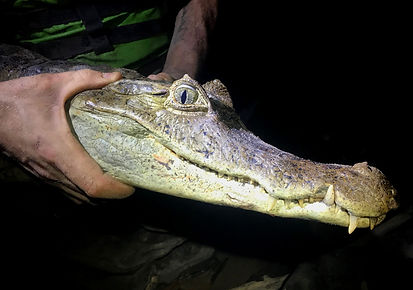 A large Spectacled Caiman (Caiman crocodilus) being held by a herpetological research coordinator