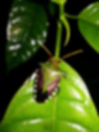 Insect - Stink bug (Chris Kirkby)