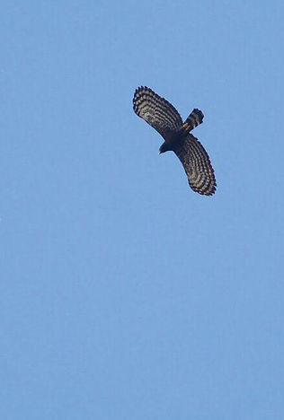 Black hawk-eagle or Spizaetus tyrannus (