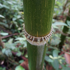 Bamboo internode (Chris Kirkby) small.JP