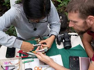 Curl-crested Aracari being banded during Fauna Forever bird research activities