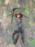Cicada2 (Eugenio Sola)