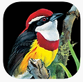 Bird of Peru App Icon.png