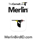 Merlin Bird ID App Icon.jpg