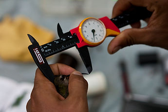 A hummingbird having its bill measured during Fauna Forever bird research activities