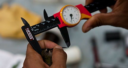 A hummingbird having its bill measured during Fauna Forever bird research activities