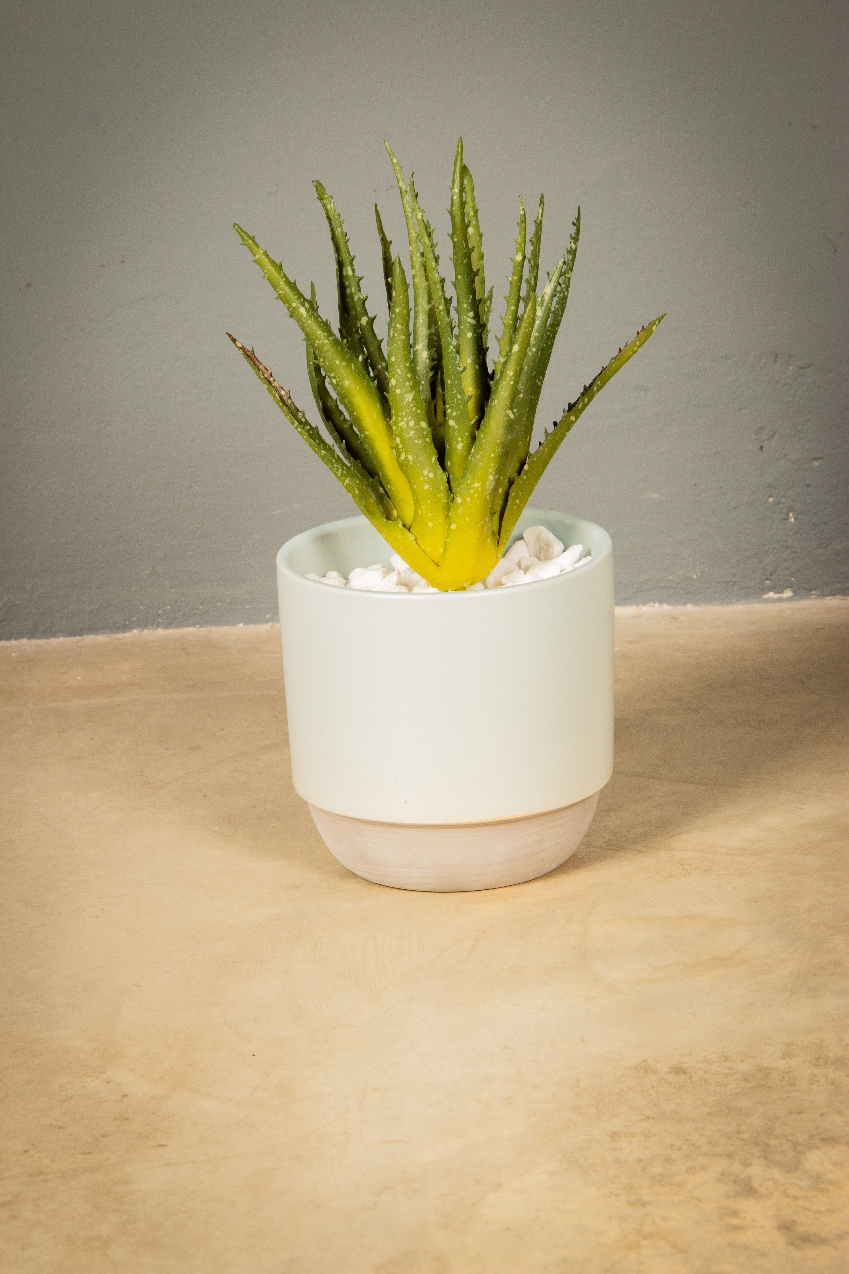 Medium Large Potted Plant