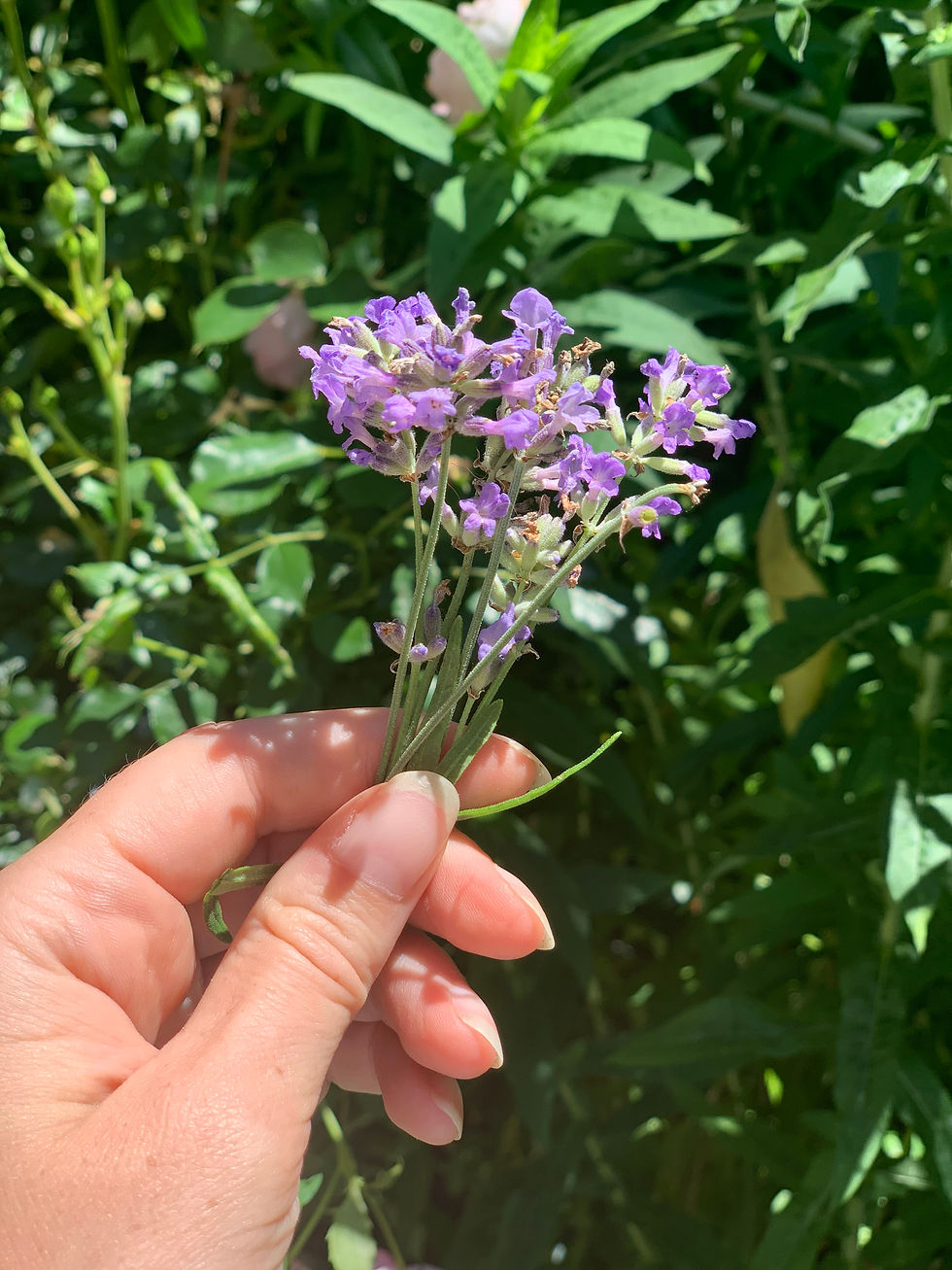 Blühender Lavendel