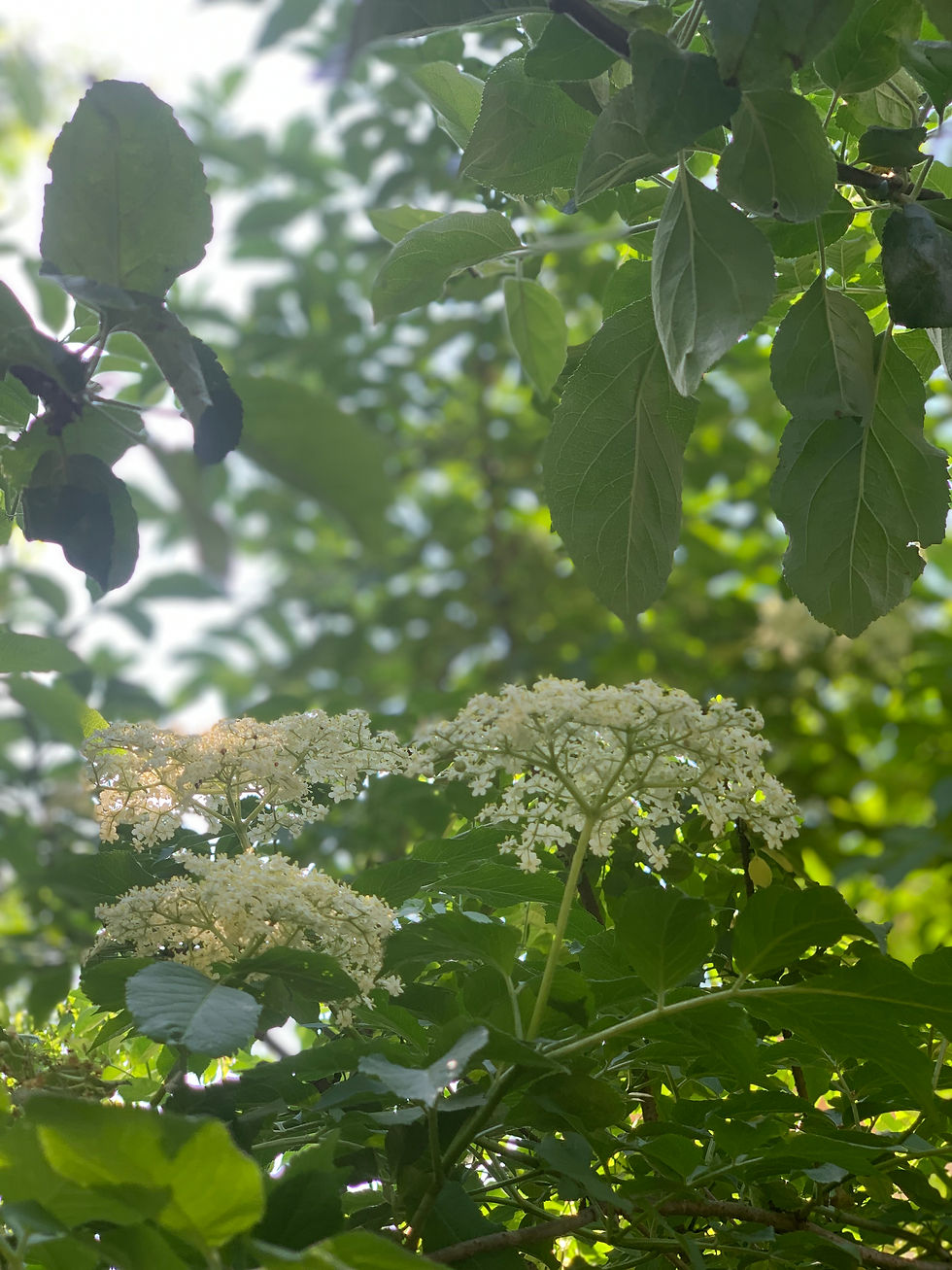 Holunderblüten
