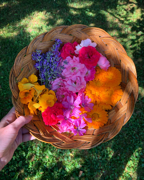 Bunte Blüten und Kräuter im Garten sammeln