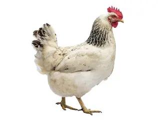 chiama gallina la collega disabile