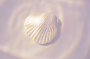 Seashell showing pi in nature