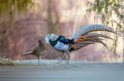 Lady Amherst's Pheasant cockerel and hen