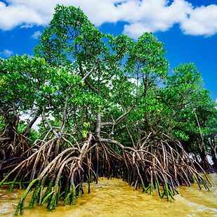 Blue Ventures Mangrove.jpeg