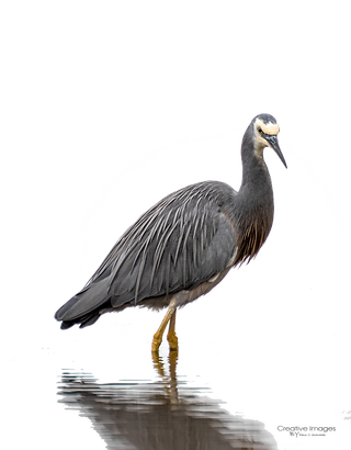 Heron.png