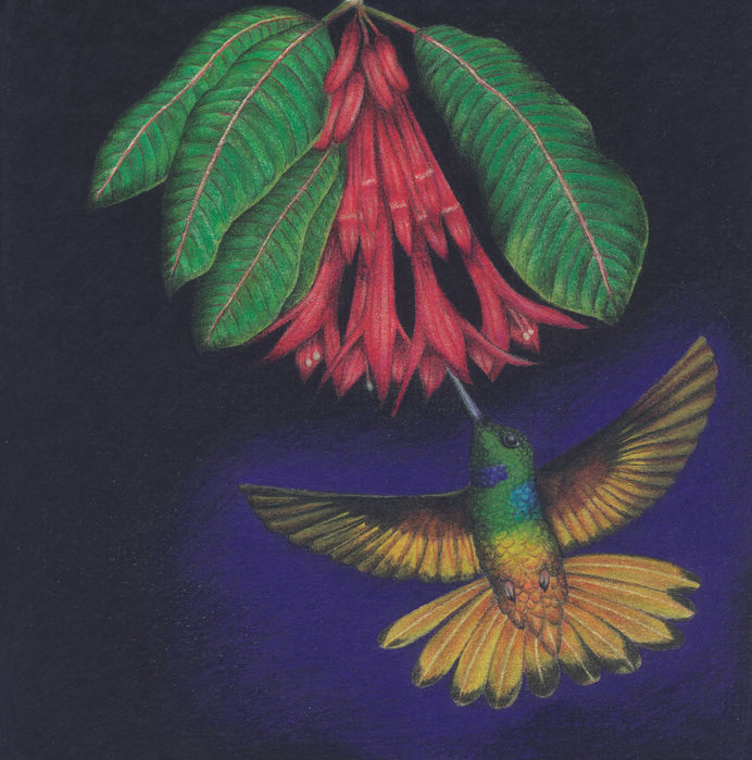 artwork "INCA ALIRRUFO HUMMINGBIRD"