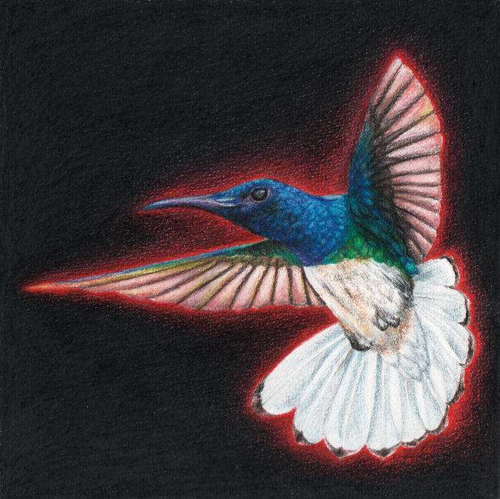 artwork NUQUÍ HUMMINGBIRD