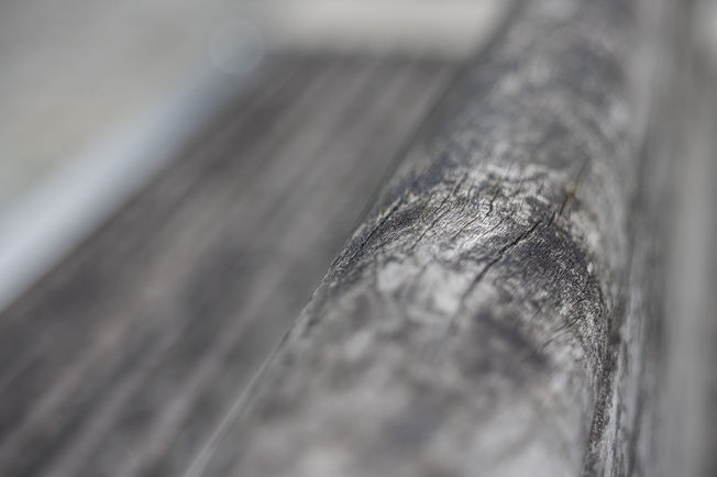 Canon FD 2.8 85mm, Softfocus, Weichzeichner, Softfokus, review, test, Tipp, Tele, Teleobjektiv, kurzes Tele, tele lens