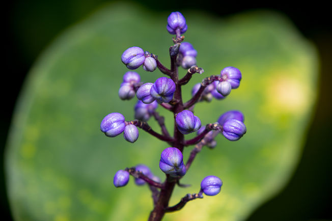 lens review, Objektivtest, lens test, macro lens, sigma, eos r5, canon