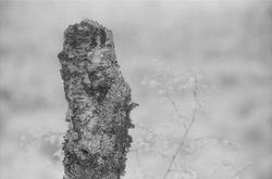 Kodak High Speed Infrared Film with IR72 Filter