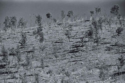 Rollei Infrared 400 Film with Hoya Red Filter Dark