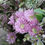 Thumbnail: MIXED FLOWER BASKET