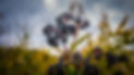 Adobe Elderberry.jpeg