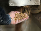 Catástrofe alimentar iminente se o bloqueio de grãos continuar na Ucrânia, alerta a ONU