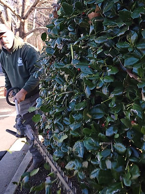 Shrub Trimming