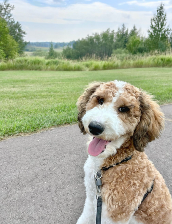 mini english goldendoodle, parti colouring, chocolate and white