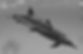 dolphin swimming under water_edited.jpg