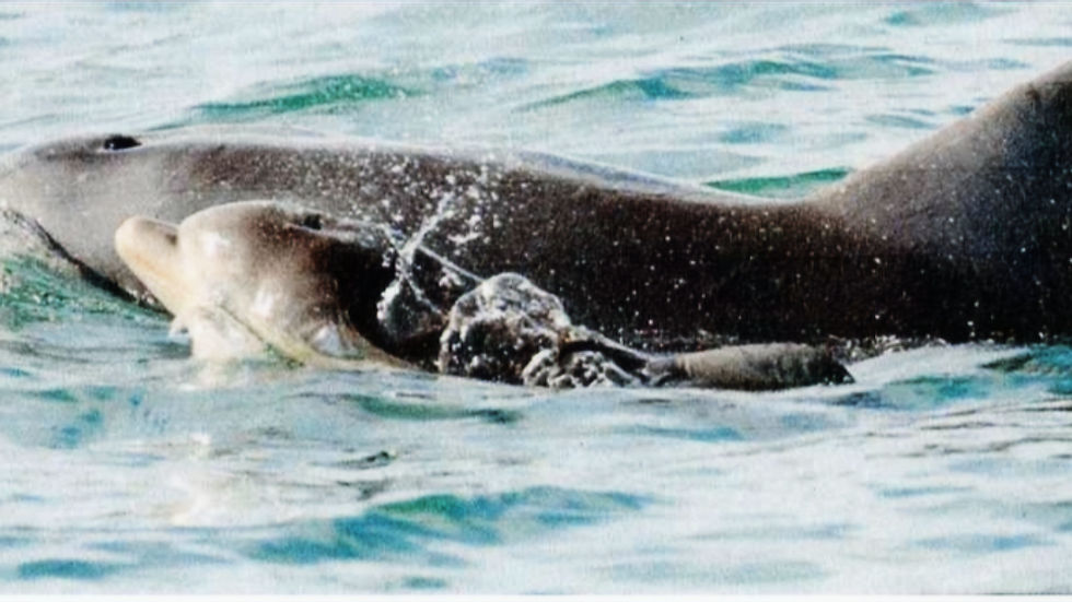 A dolphin with its calf swims in clear blue water. The calf is alongside its parent, creating a peaceful and nurturing scene.