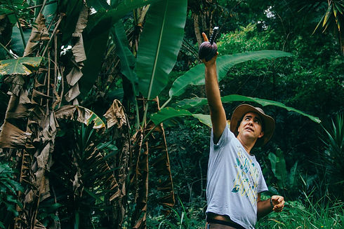 Valdely Kinupp com um coração de bananeira apontando pra cima em uma agrofloresta