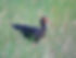 Sharp Tailed Ibis.jpg