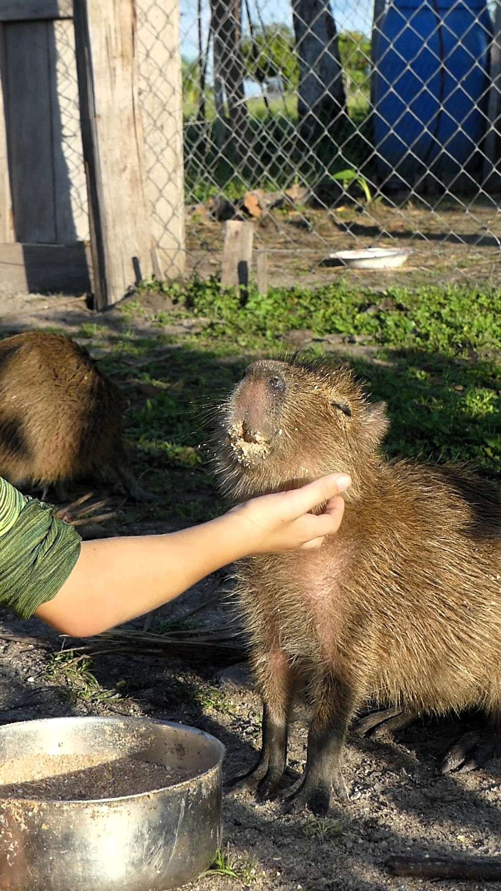 Capybaras