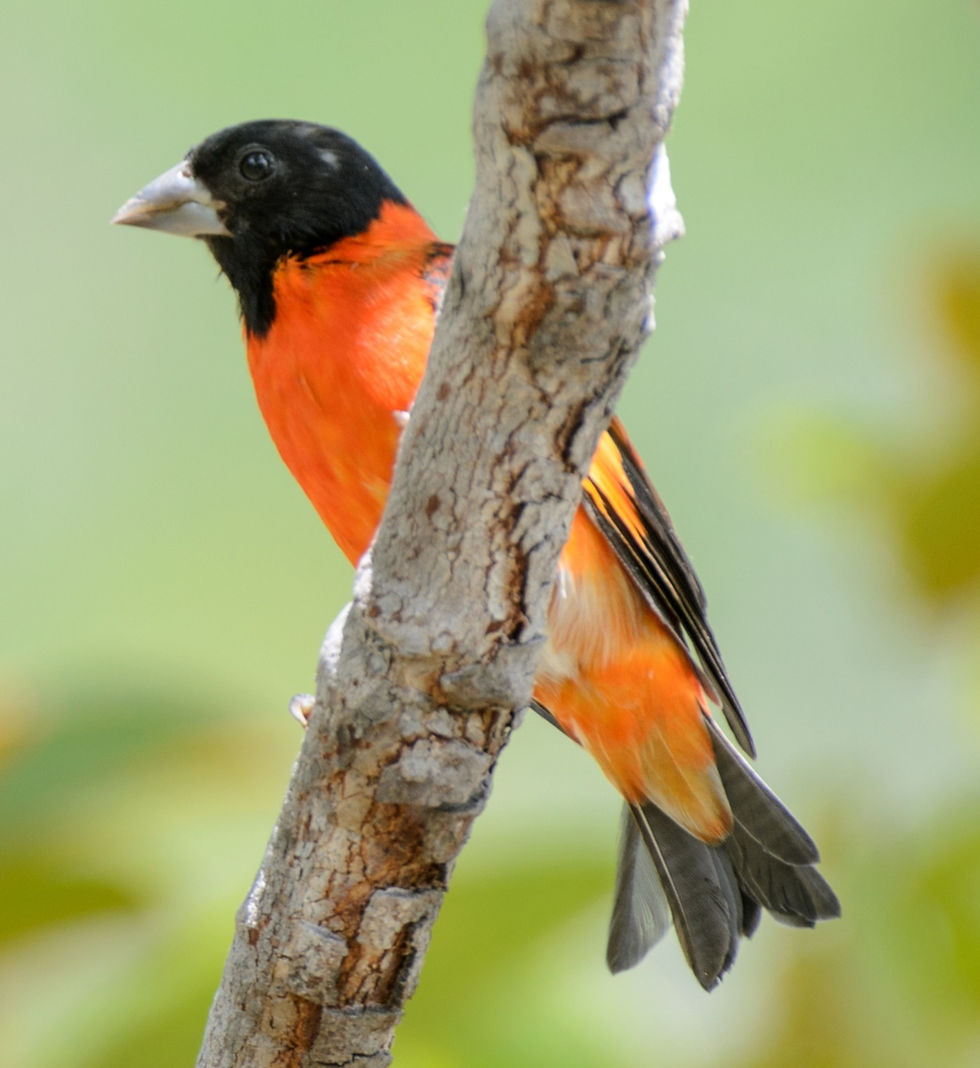 MeshachPierre_RedSiskin_edited