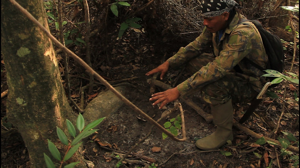 Thumbnail: One Camera Trap for Giant Anteater Research