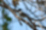 Black Crested Antshrike.jpg