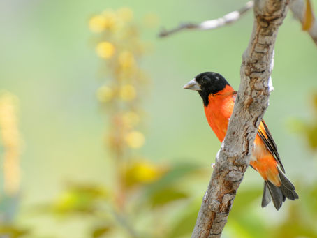 The Red Siskin and the SRCS - Part 1