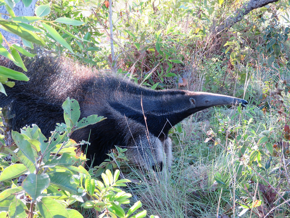 Track Giant Anteaters