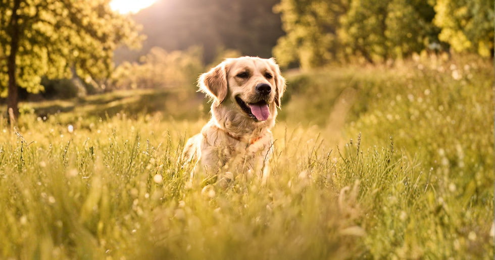 Tribute tails for causevox (3).jpg