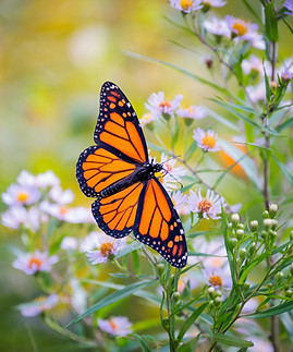 Monarch Butterfly on a flower.jpg