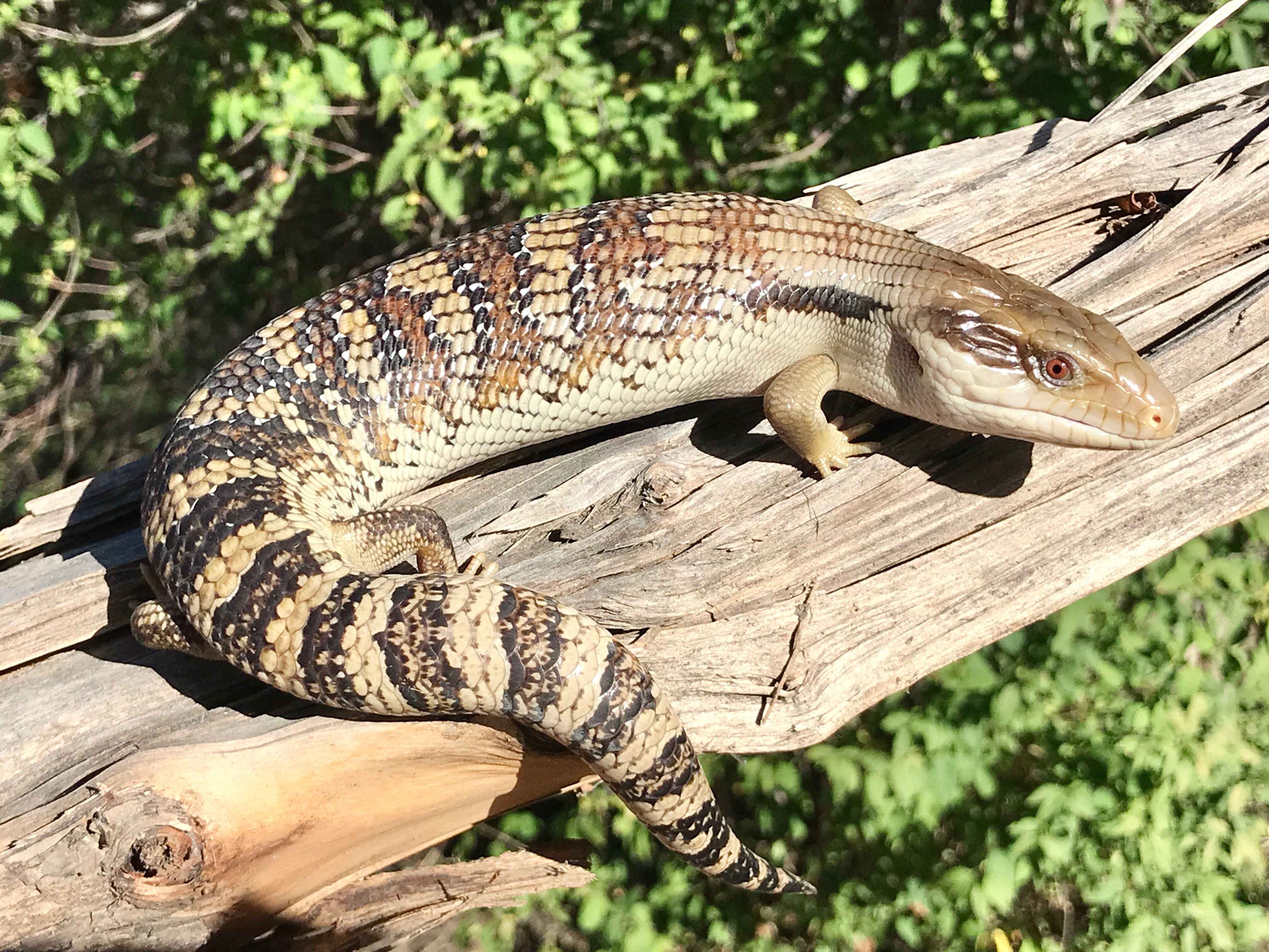 Eastern Blue Tongue Skink Care Guide Reptile Mountain USA Eastern Blue Tongue Skink Care Guide Reptile Mountain USA