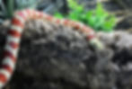 Applegate Special Arizona Mountain Kingsnake (Lampropeltis pyromelana)