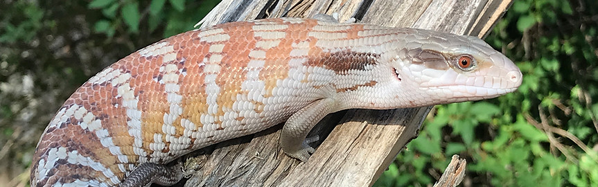 USCBB2020 Eastern Blue Tongue Skink