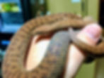 Adult Anthill Python