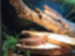 Gidgee Skinks Basking (Egernia stokesii)