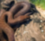 Adult Anthill Python